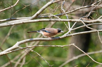 2024年3月17日(日) 北本自然観察園の野鳥観察記録