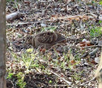 Eurasian Woodcock Maioka Park Sun, 3/17/2024