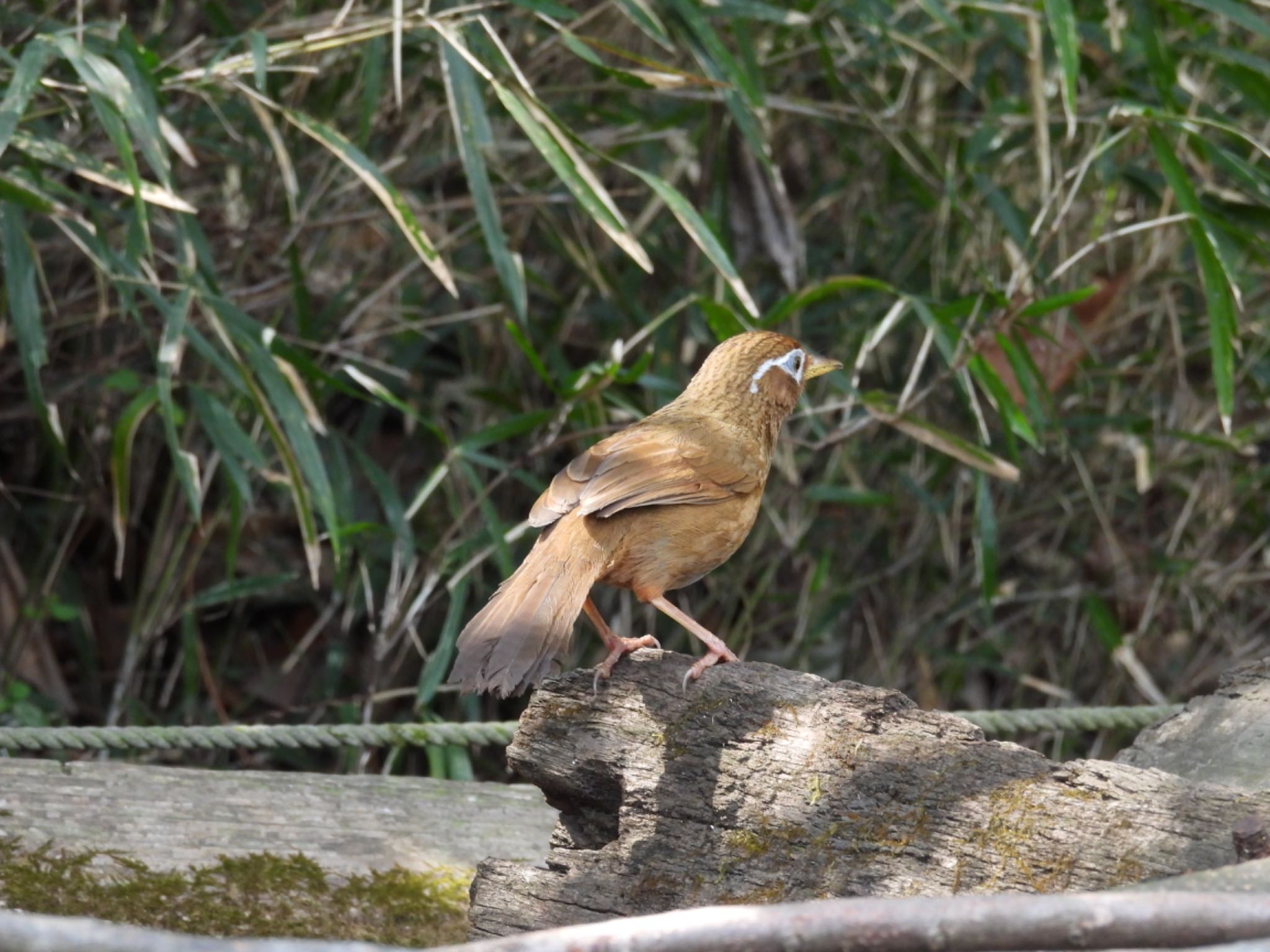 舞岡公園 ガビチョウの写真 by Haruki🦜の👨