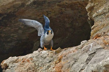 ハヤブサ 青葉山公園 2024年3月17日(日)