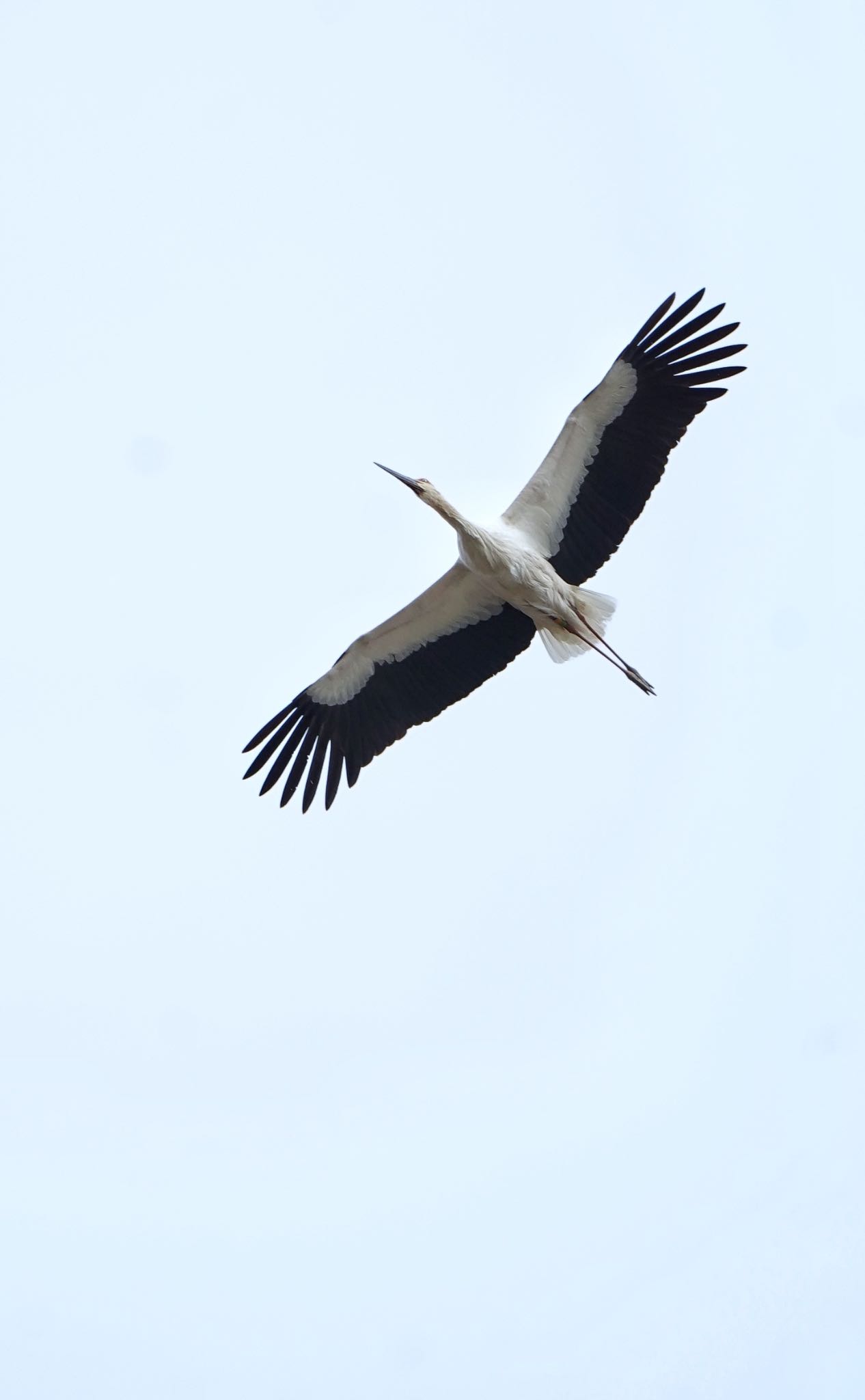 Oriental Stork