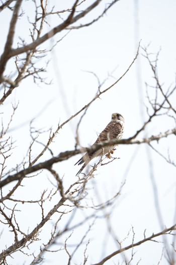 Common Kestrel Watarase Yusuichi (Wetland) Sun, 3/17/2024