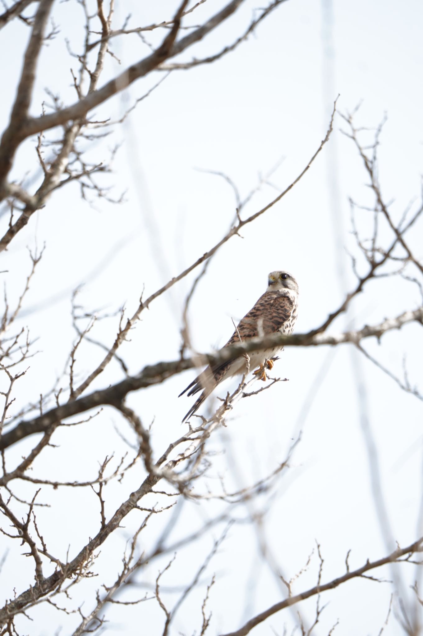 Common Kestrel