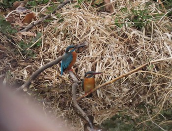 Common Kingfisher 群馬県 Sun, 2/25/2024