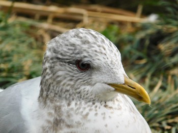 2018年3月18日(日) 不忍池(上野恩賜公園)の野鳥観察記録