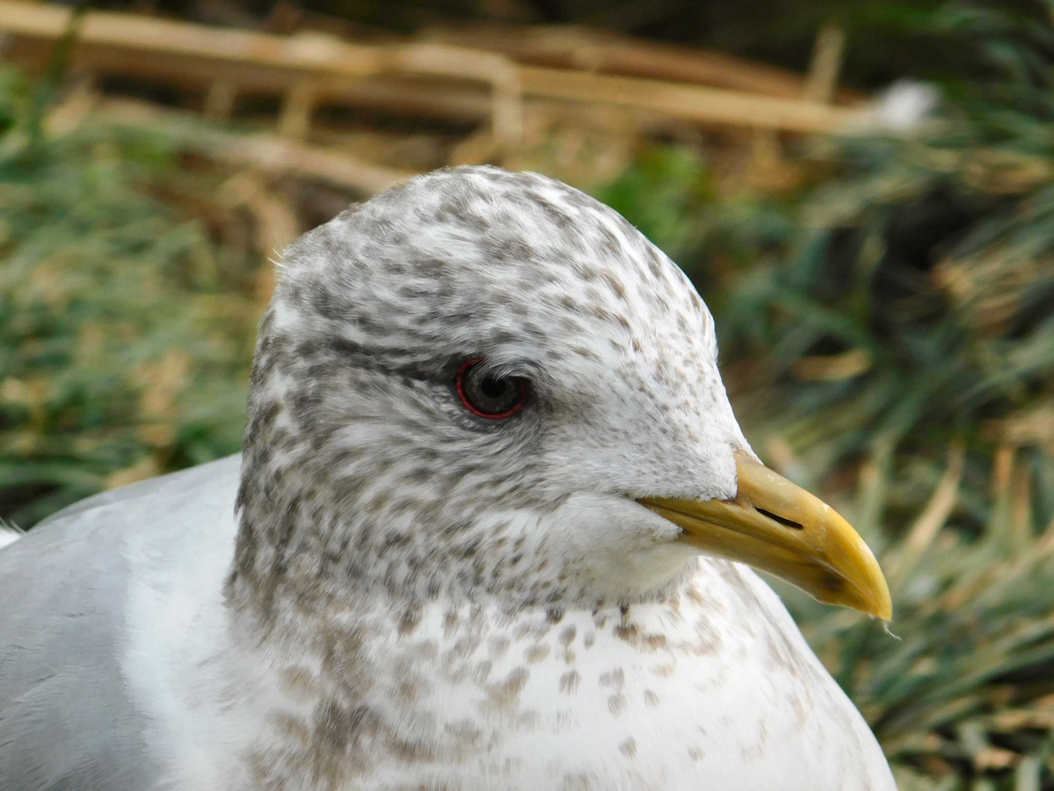 Photo of Common Gull at Shinobazunoike by 𝕲𝖗𝖊𝖞 𝕳𝖊𝖗𝖔𝖓