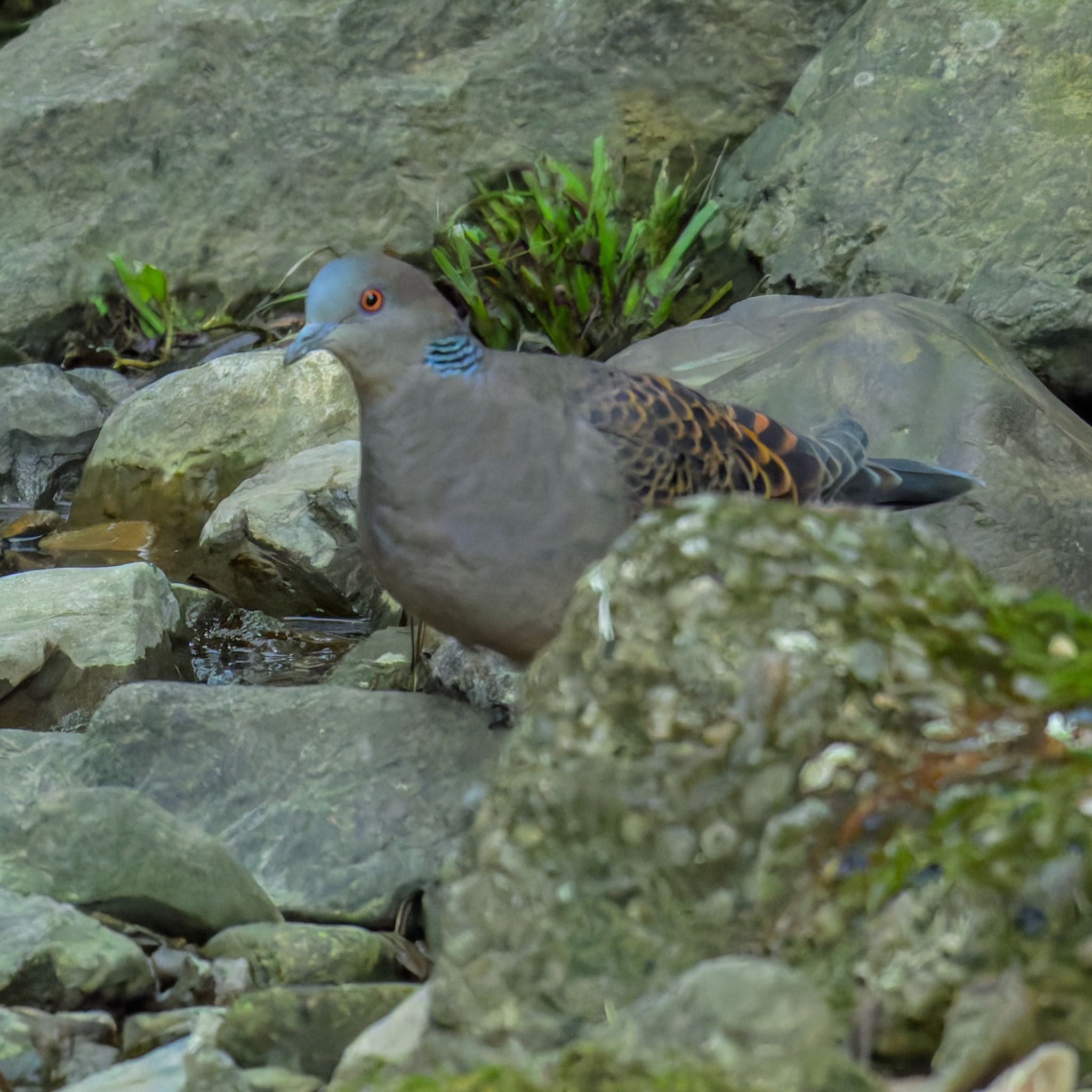 Photo of Oriental Turtle Dove at 京都市宝ヶ池公園 by K.AKIYAMA