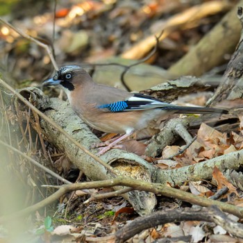 2024年3月9日(土) 京都市宝ヶ池公園の野鳥観察記録