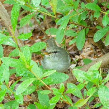 ウグイス 京都府立植物園 2024年3月9日(土)