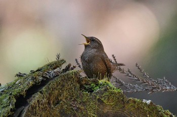 Eurasian Wren Unknown Spots Sat, 3/16/2024