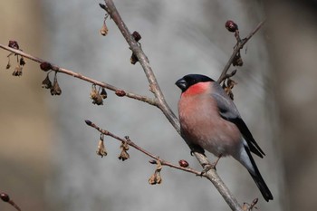 Eurasian Bullfinch(rosacea) Unknown Spots Sun, 3/17/2024