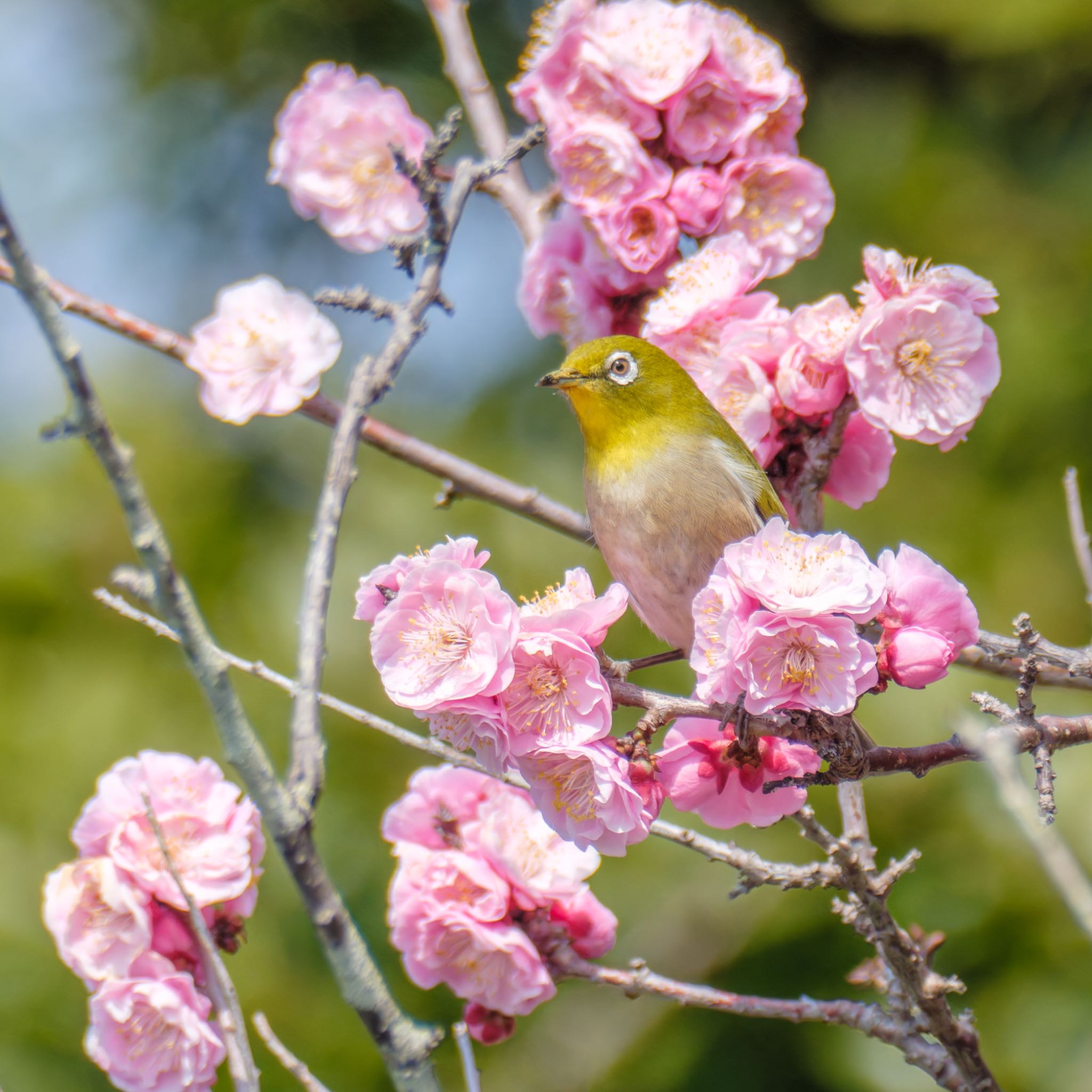 Photo of Warbling White-eye at 京都府立植物園 by K.AKIYAMA