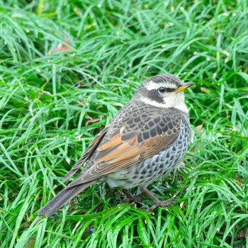 Dusky Thrush 京都府立植物園 Sat, 3/9/2024