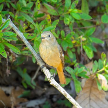 2024年3月9日(土) 京都府立植物園の野鳥観察記録