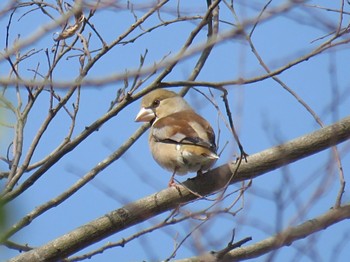 Hawfinch 多摩川河川敷 Sun, 3/17/2024