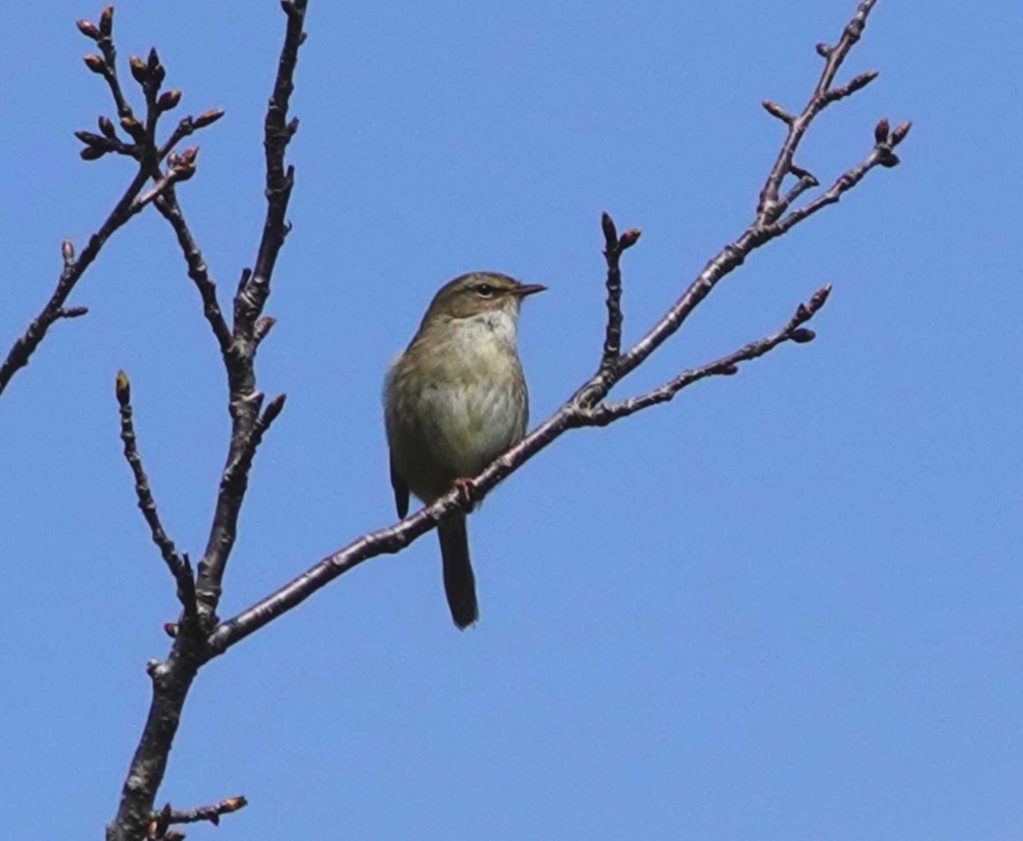 Photo of Japanese Bush Warbler at 稲佐山公園 by M Yama