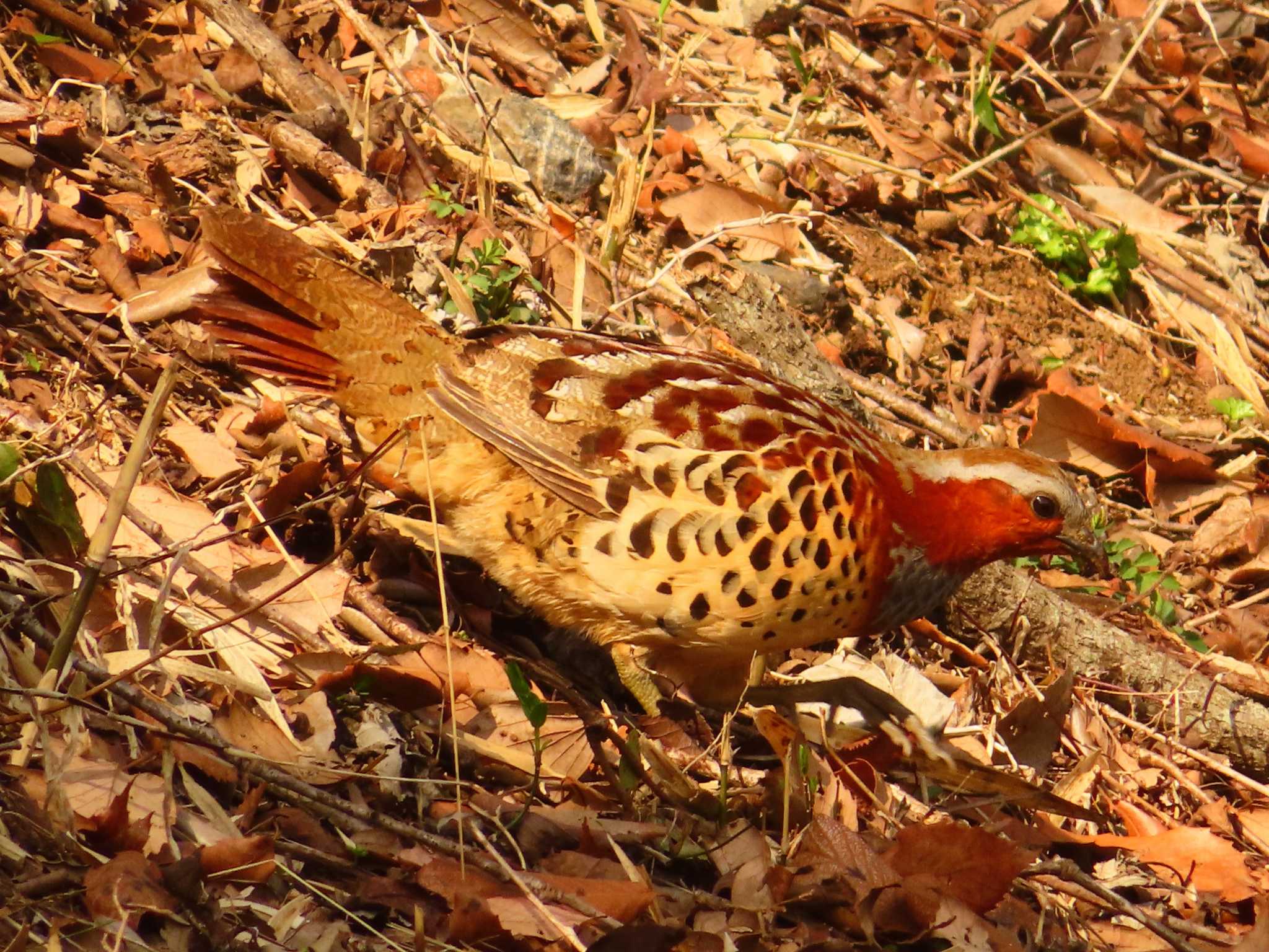 Chinese Bamboo Partridge