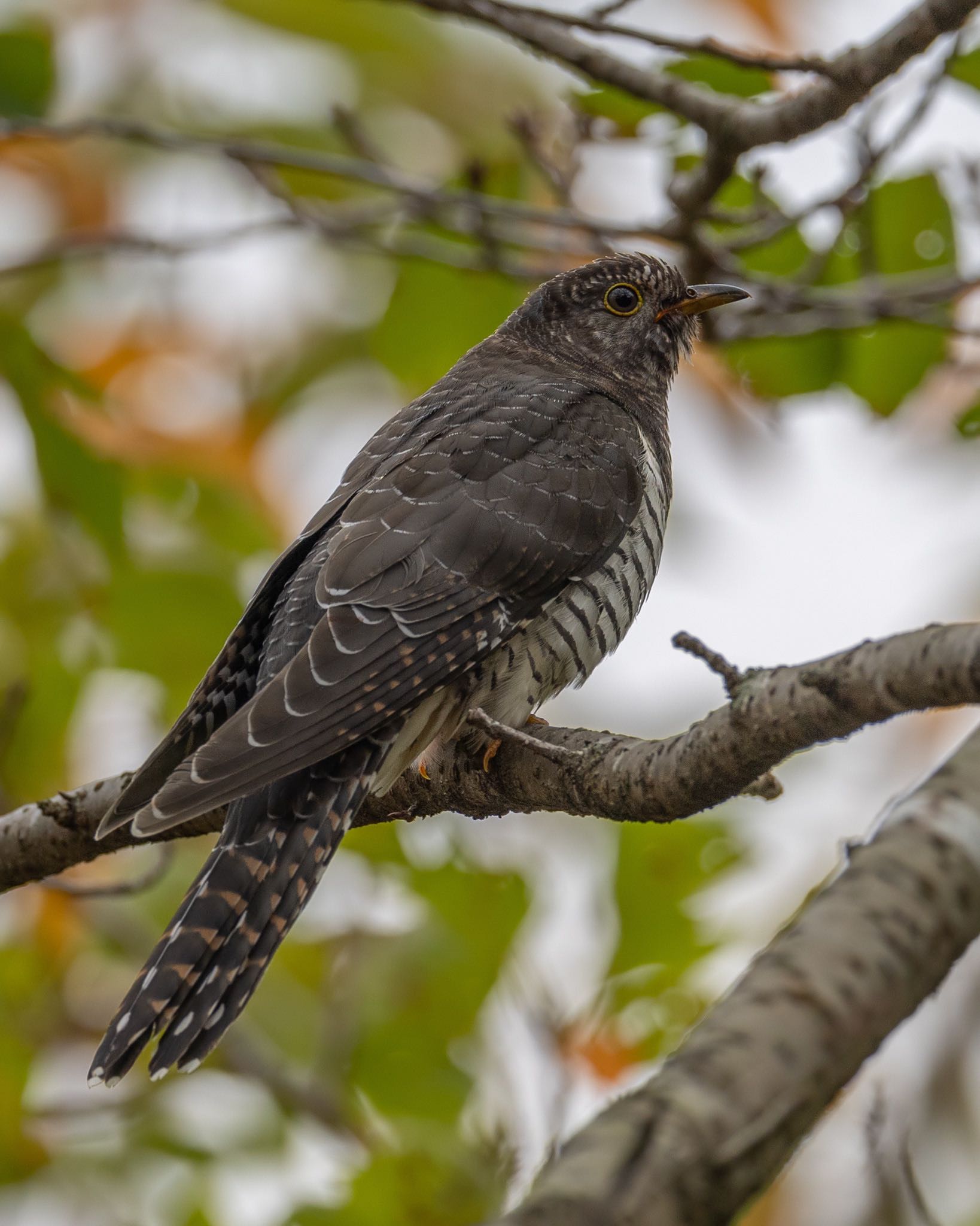 Photo of Oriental Cuckoo at 福岡 by アグリ