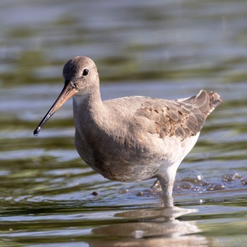 Black-tailed Godwit 熊本 Thu, 8/25/2022