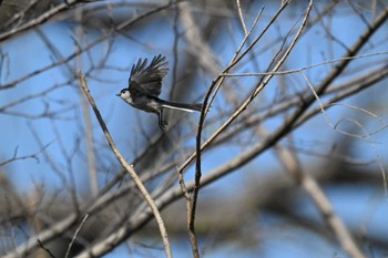 エナガ ふれあい松戸川 2024年3月16日(土)