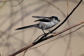 2024年3月16日(土) ふれあい松戸川の野鳥観察記録