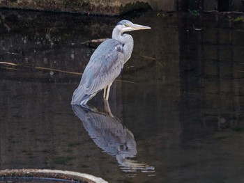 Grey Heron 横浜市立金沢自然公園 Sat, 3/16/2024