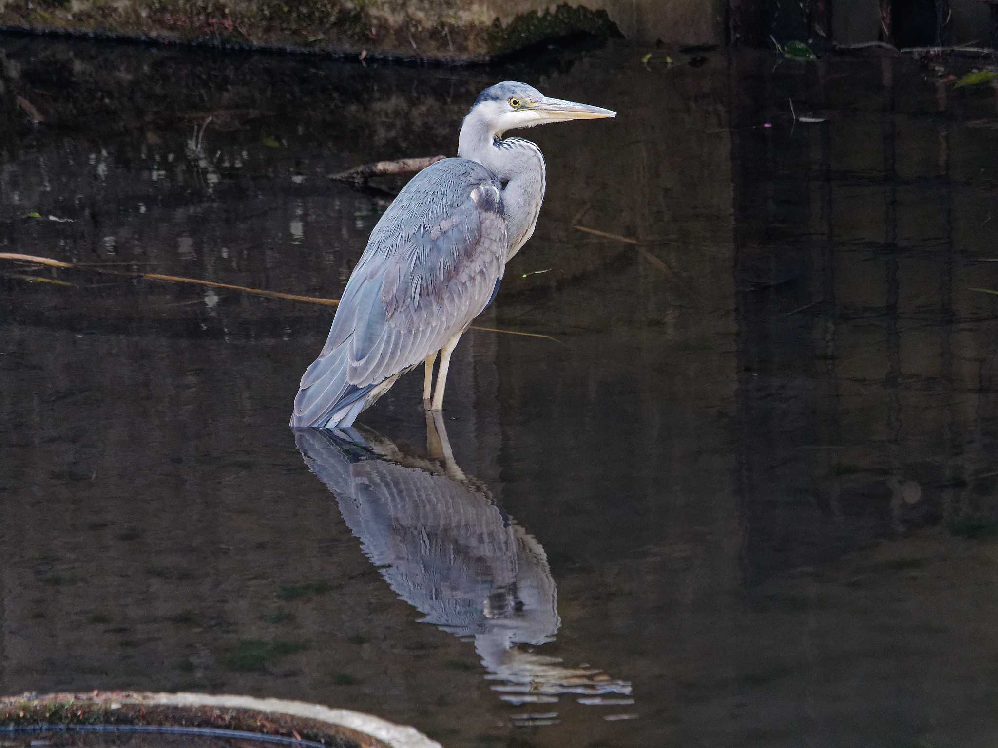 Photo of Grey Heron at 横浜市立金沢自然公園 by しおまつ