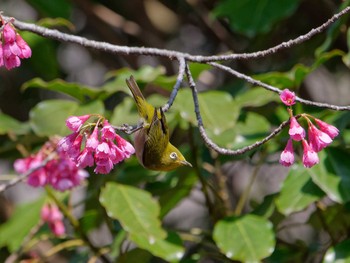 Warbling White-eye 横浜市立金沢自然公園 Sat, 3/16/2024