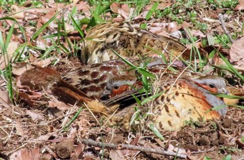 Chinese Bamboo Partridge 東京都立桜ヶ丘公園(聖蹟桜ヶ丘) Sat, 3/16/2024