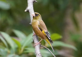 Grey-capped Greenfinch 大阪府 Sun, 3/17/2024