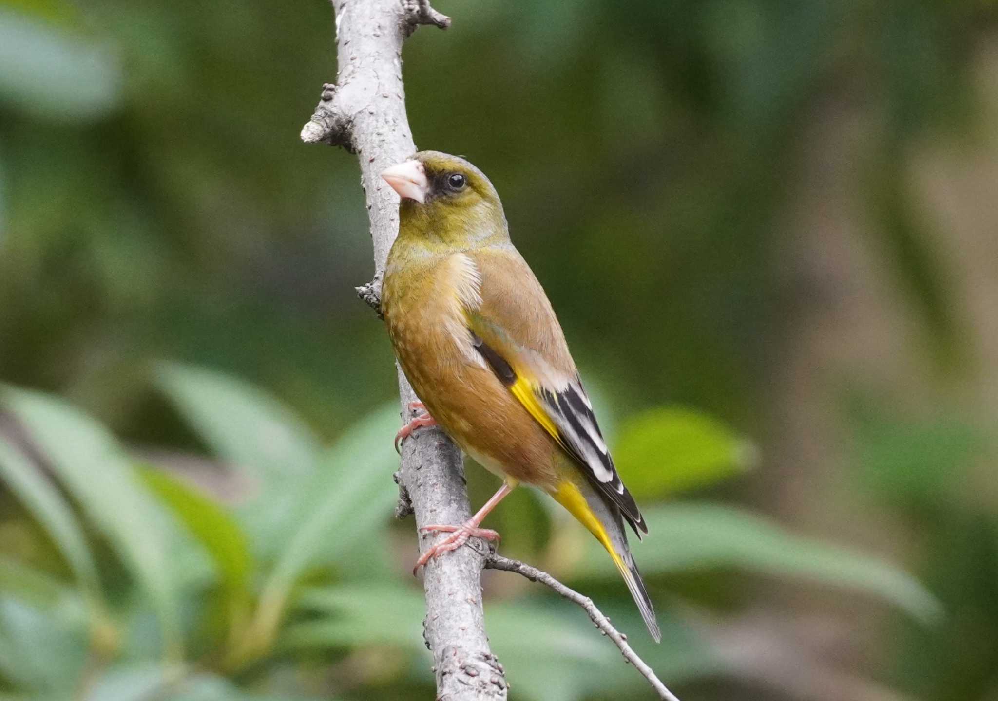 Grey-capped Greenfinch