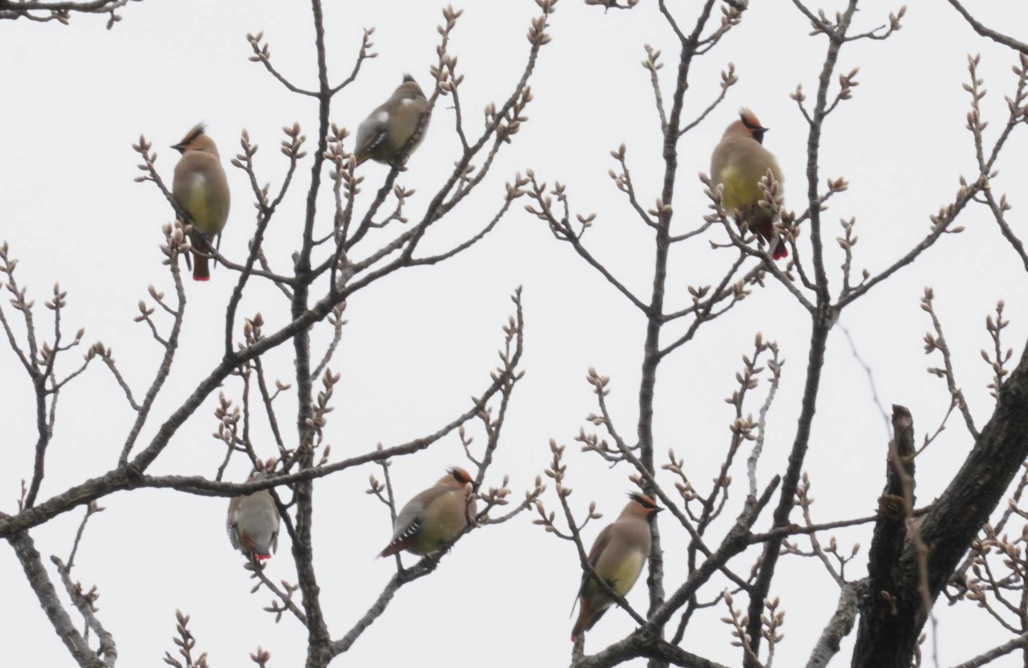 Japanese Waxwing