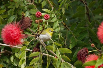 Swinhoe's White-eye 台中都会公園(台湾) Mon, 1/29/2024