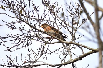 Brambling 台中都会公園(台湾) Mon, 1/29/2024