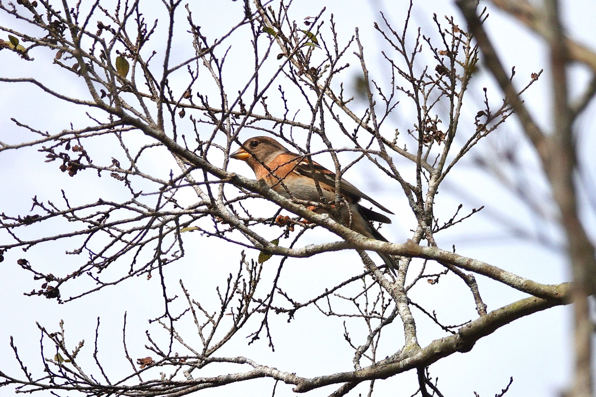 Photo of Brambling at 台中都会公園(台湾) by のどか