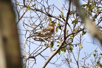 Brambling 台中都会公園(台湾) Mon, 1/29/2024