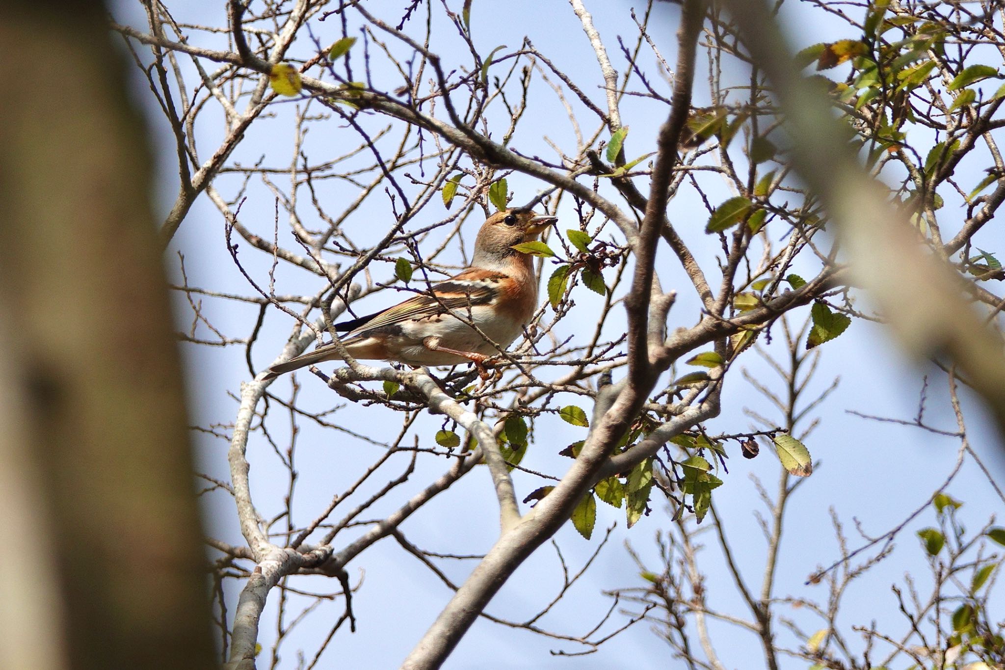 Brambling