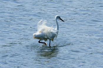 Little Egret 新木場緑道公園(東京都江東区) Sun, 5/8/2022