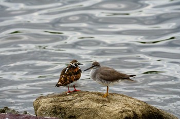 Ruddy Turnstone 新木場緑道公園(東京都江東区) Sun, 5/15/2022