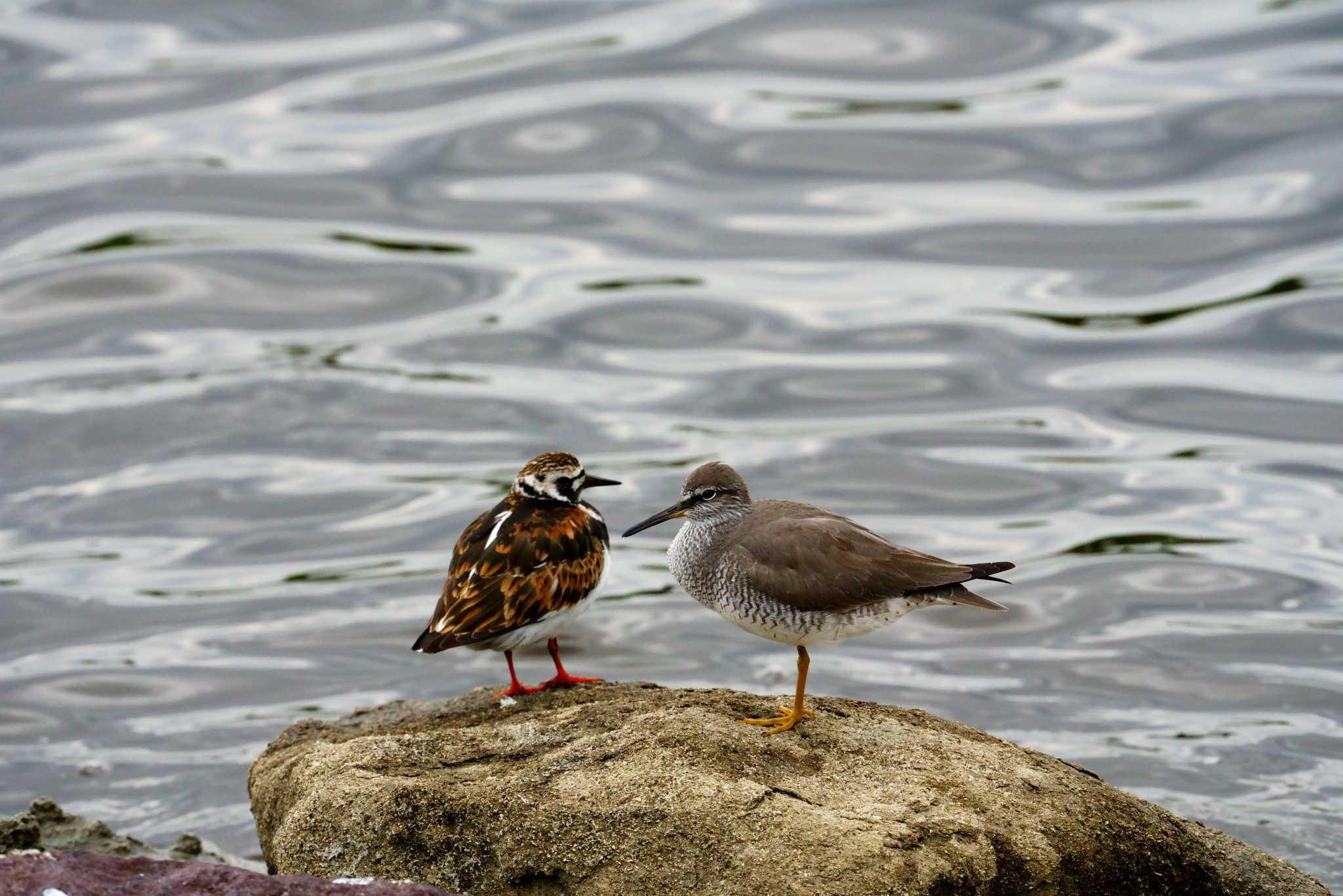 Ruddy Turnstone