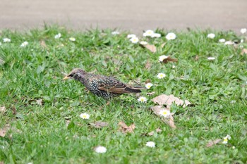 Common Starling Frankfurt Sun, 3/17/2024