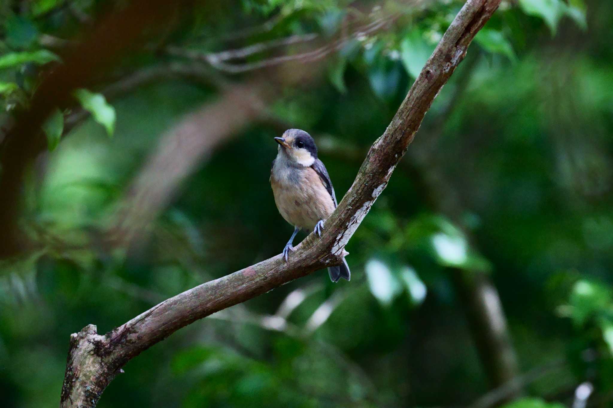 Photo of Varied Tit at 西湖野鳥の森公園 by na san