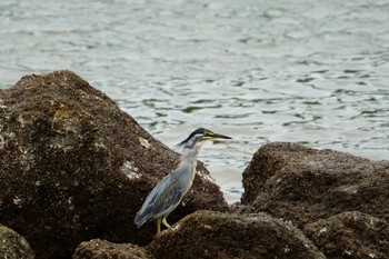 ササゴイ 東京都野鳥公園 2021年8月22日(日)