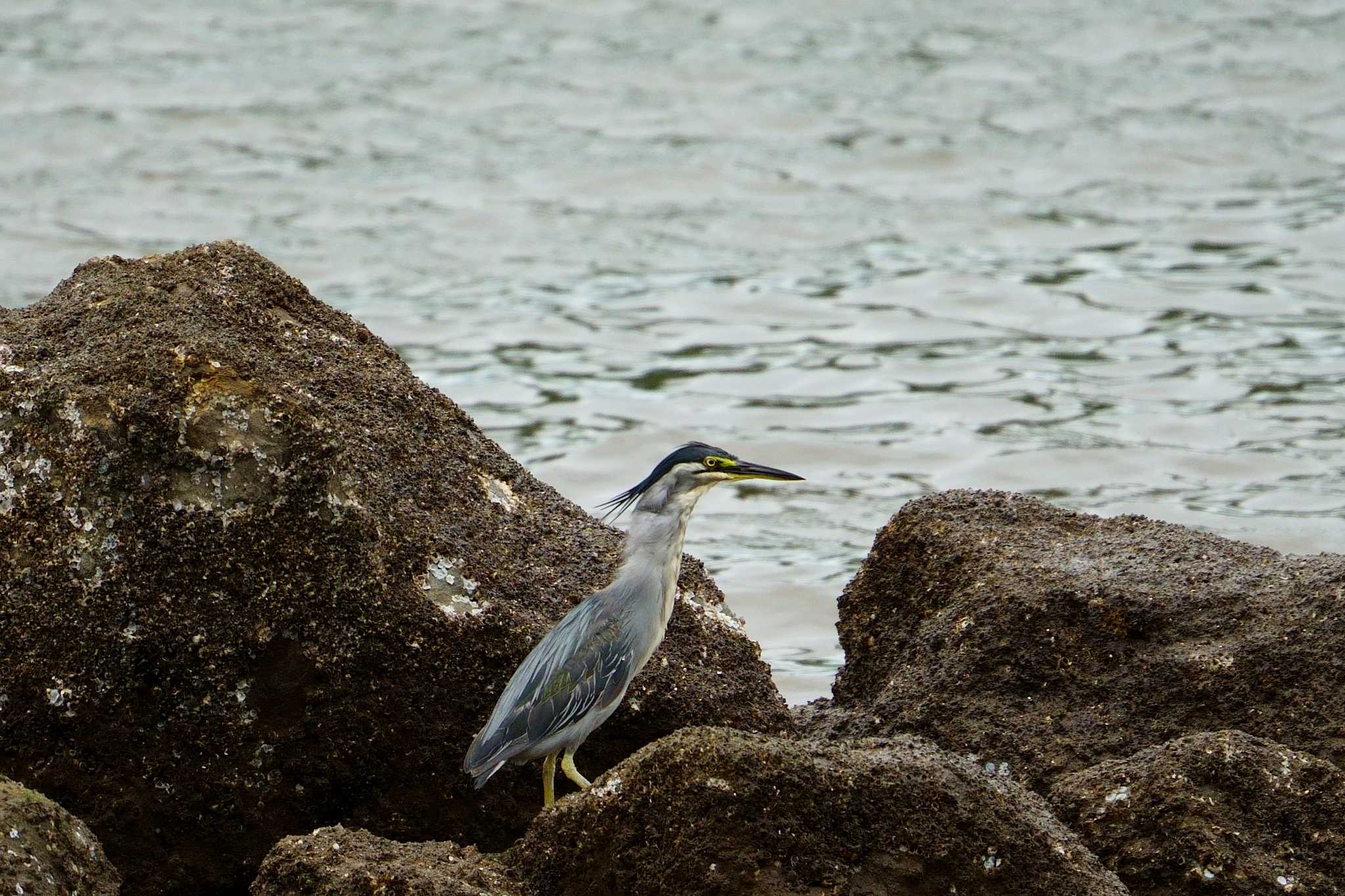 Photo of Striated Heron at 東京都野鳥公園 by na san