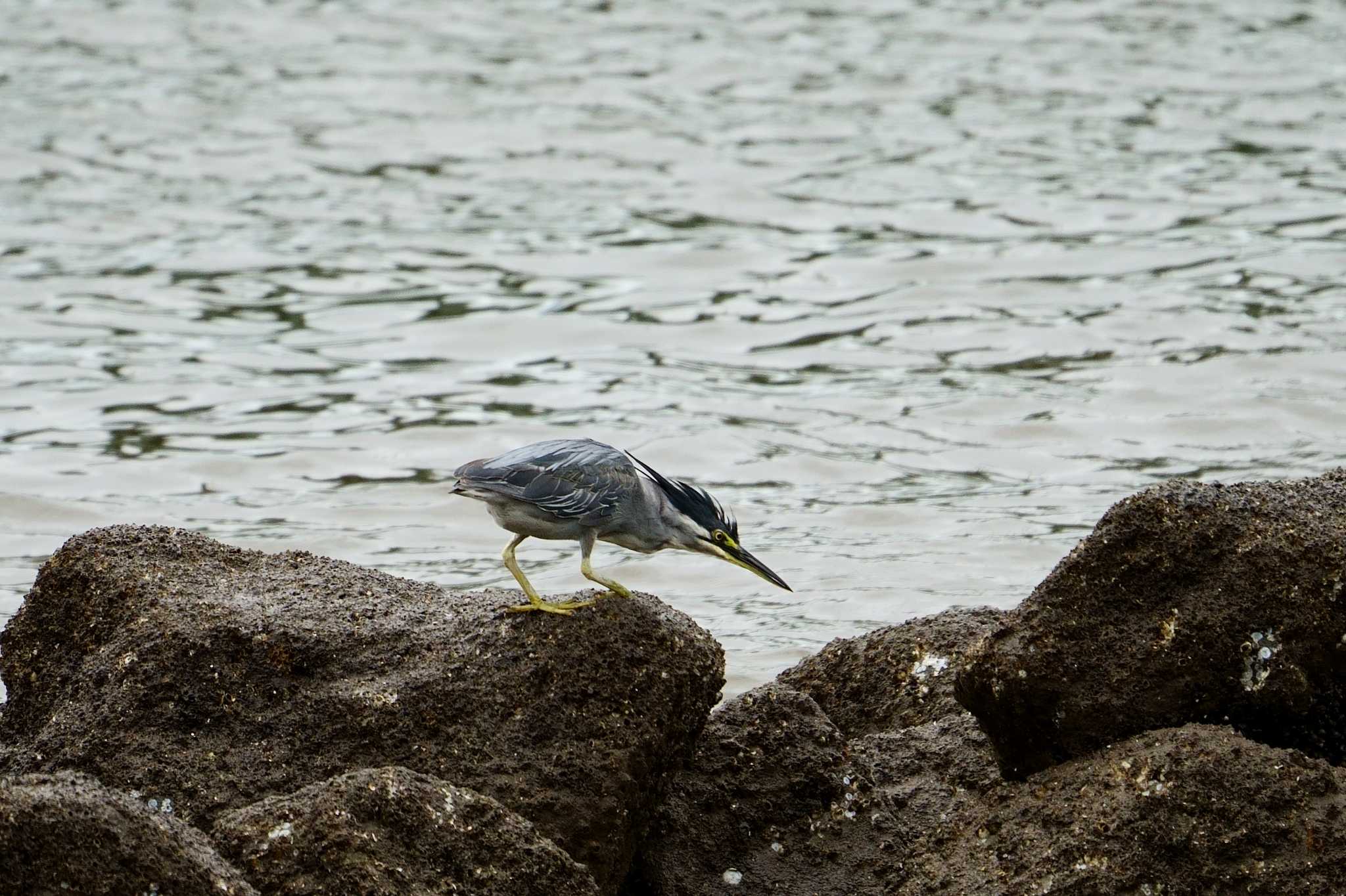 Photo of Striated Heron at 東京都野鳥公園 by na san