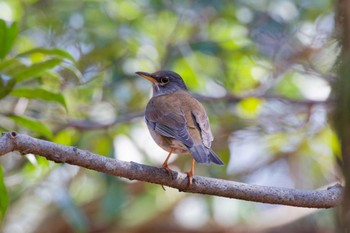 Pale Thrush 井頭公園 Sat, 3/16/2024