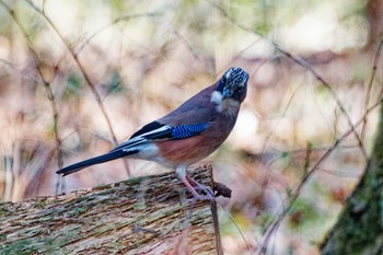 Eurasian Jay 井頭公園 Sat, 3/16/2024