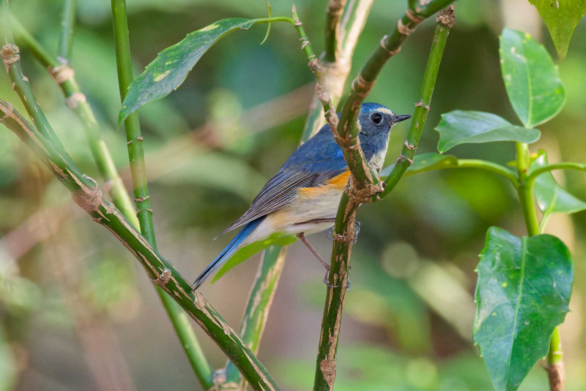 Red-flanked Bluetail