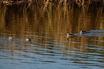 Great Crested Grebe 北浦 Sun, 12/18/2022