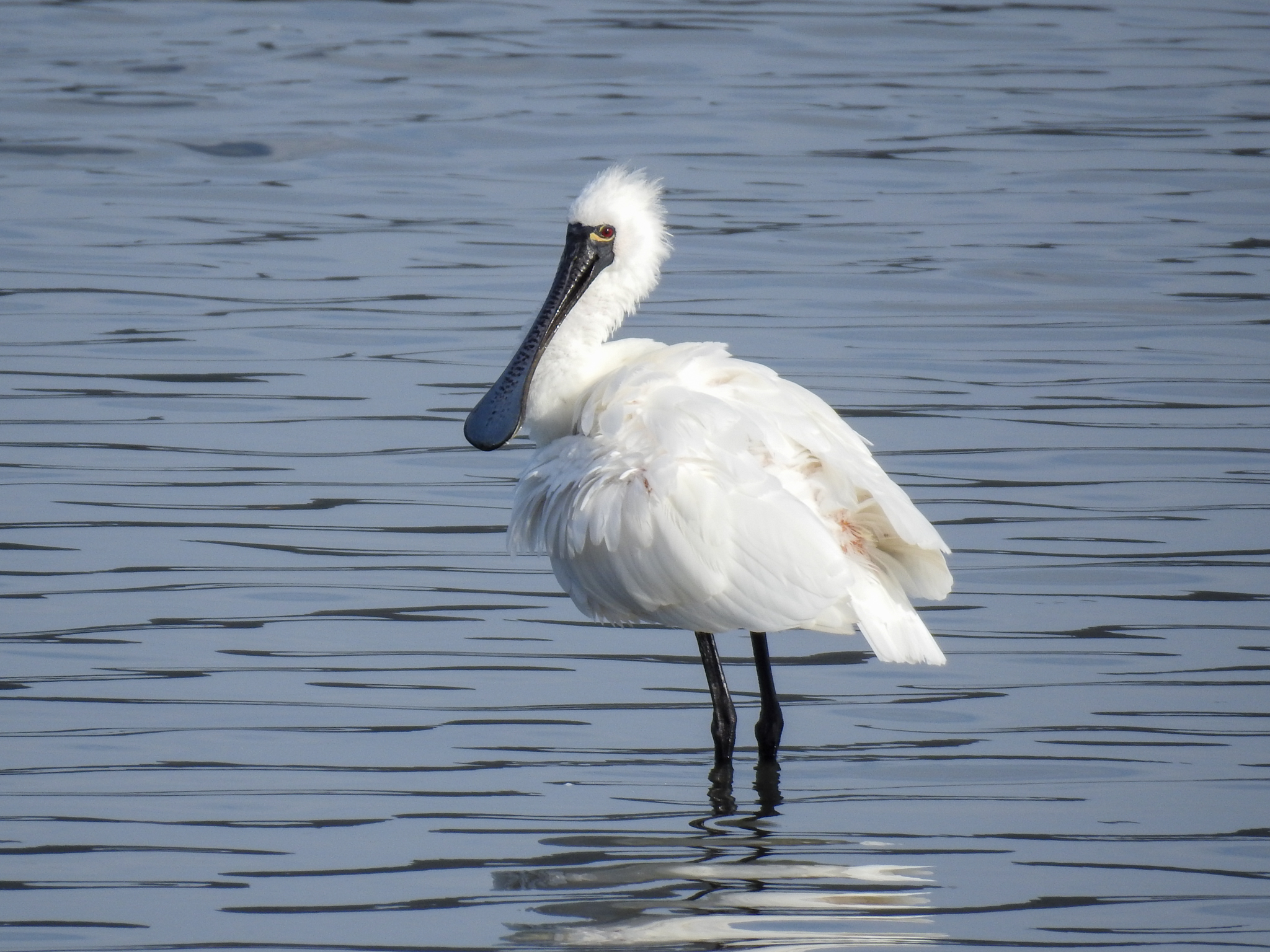 Photo of Black-faced Spoonbill at 福岡市西区 by ピノタン